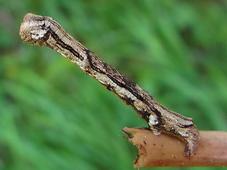 Ectropis crepuscularia