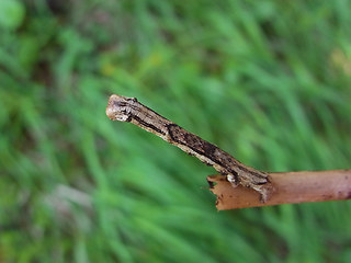 Ectropis crepuscularia