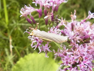 Eilema caniola