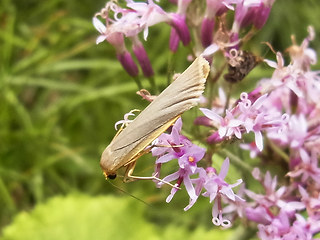 Eilema caniola