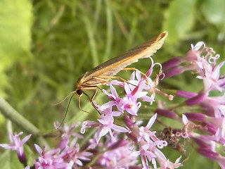 Eilema caniola