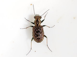 Elaphrus cupreus