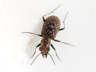 Elaphrus cupreus