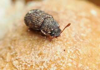 Eledona agricola