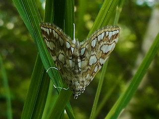 Elophila nymphaeata
