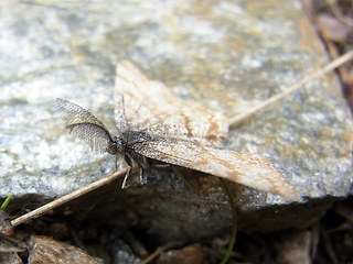 Ematurga atomaria