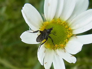 Empis pennipes