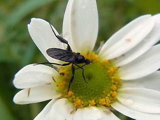 Empis pennipes
