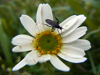 Empis pennipes