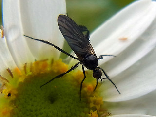 Empis pennipes