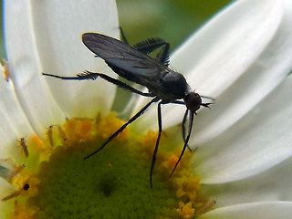 Empis pennipes