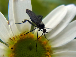 Empis pennipes