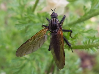 Empis tessellata