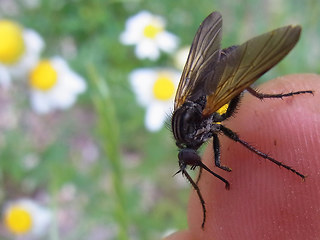 Empis tessellata