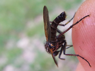 Empis tessellata