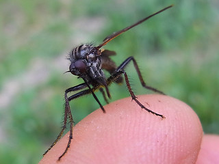 Empis tessellata