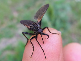 Empis tessellata