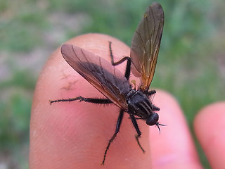 Empis tessellata