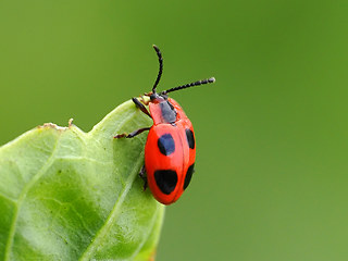 Endomychus coccineus