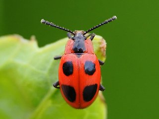 Endomychus coccineus