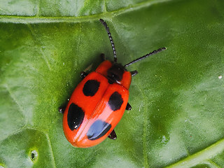 Endomychus coccineus