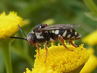 Epeolus variegatus