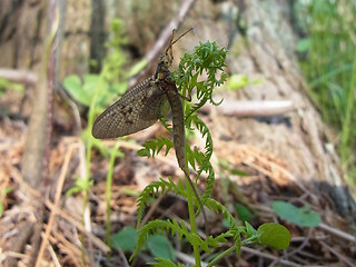 Ephemera vulgata