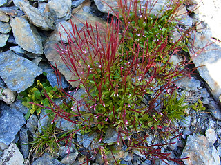 Epilobium anagallidifolium