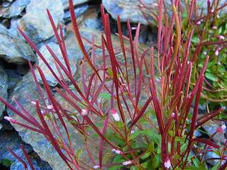 Epilobium anagallidifolium