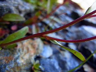 Epilobium anagallidifolium