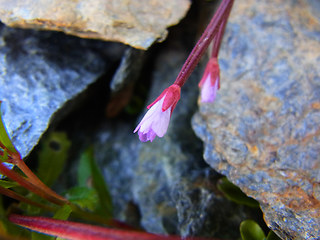 Epilobium anagallidifolium