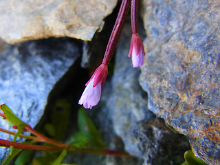 Epilobium anagallidifolium