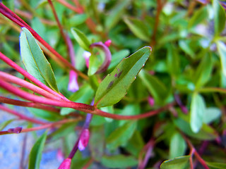 Epilobium anagallidifolium