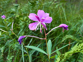 Epilobium angustifolium