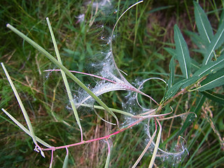 Epilobium angustifolium