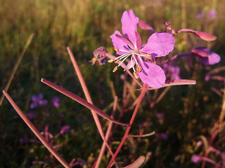 Epilobium angustifolium