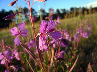 Epilobium angustifolium