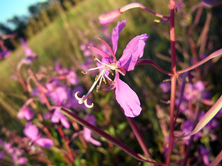 Epilobium angustifolium