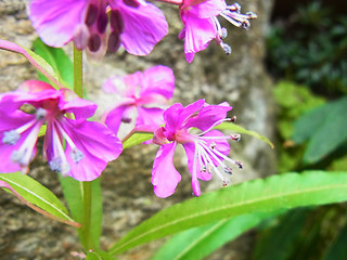 Epilobium angustifolium