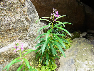 Epilobium angustifolium