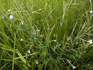 Epilobium ciliatum