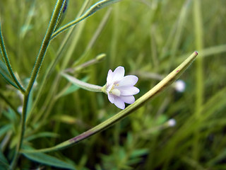 Epilobium ciliatum