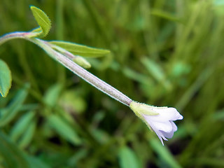 Epilobium ciliatum