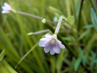 Epilobium ciliatum