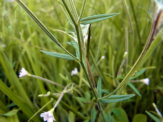 Epilobium ciliatum