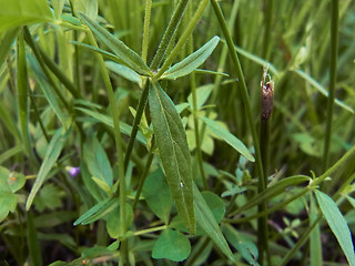 Epilobium ciliatum