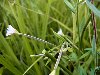 Epilobium ciliatum