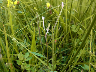 Epilobium ciliatum