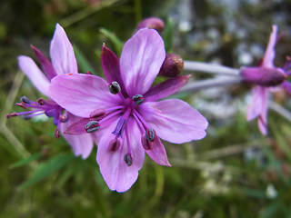 Epilobium fleischer