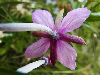 Epilobium fleischer